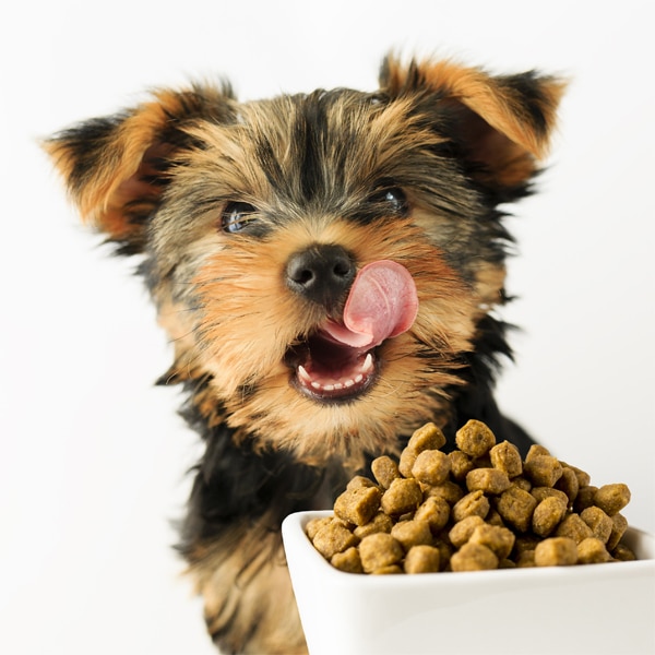 Dog-eating-bowl