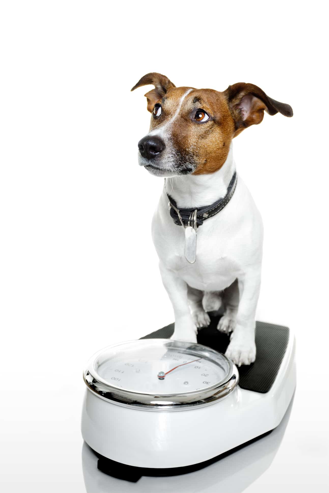 dog-on-scale