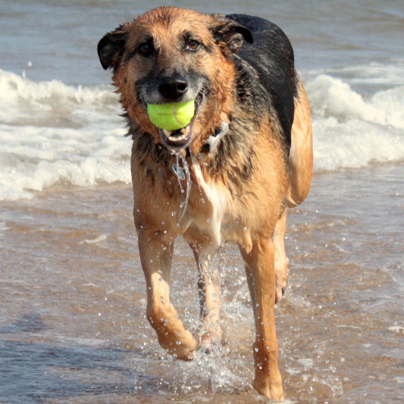meradog dog fitness