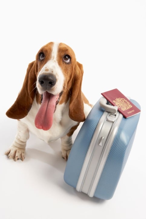 meradog traveling dog